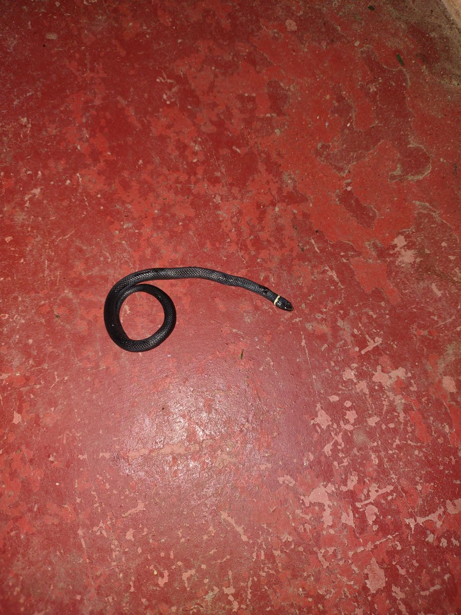 clntcloud's tweet image. First Snake of Spring!