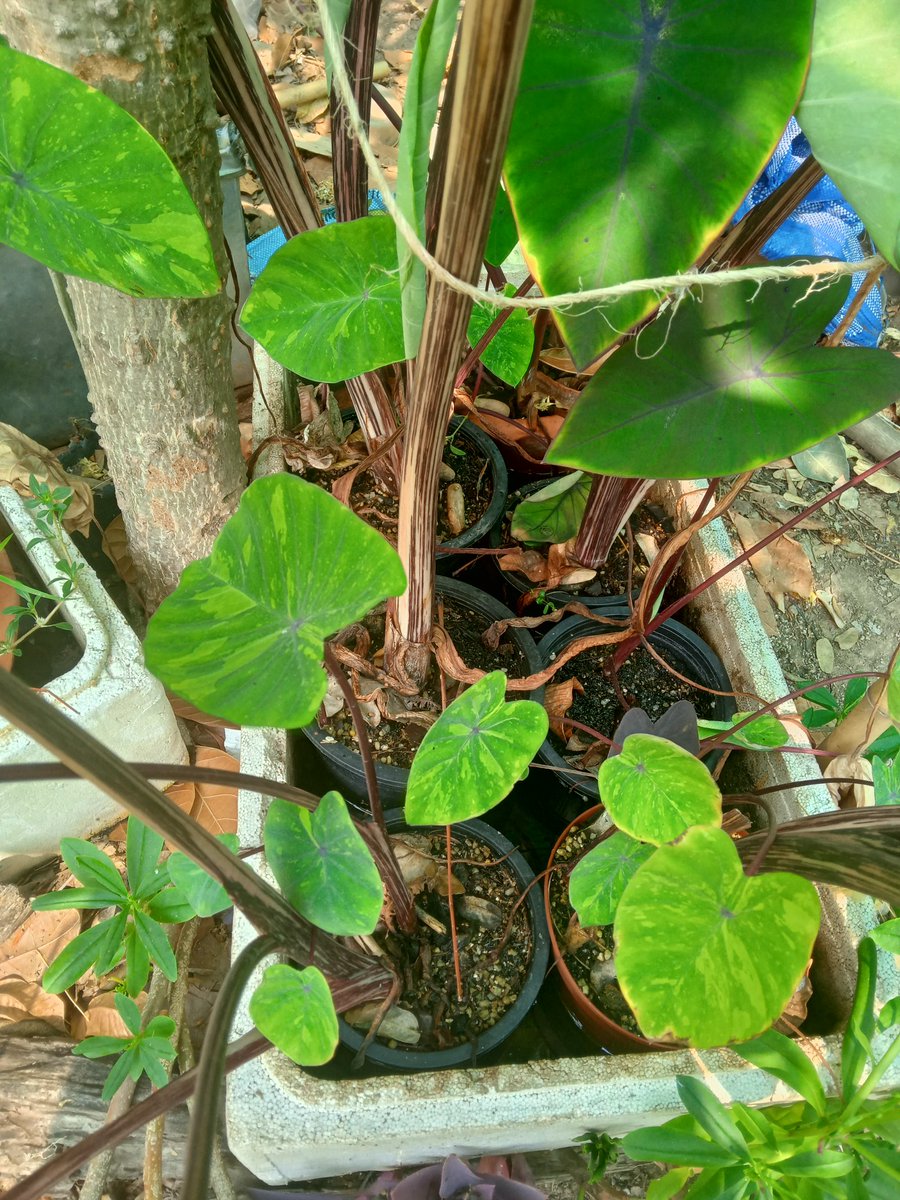 sorworgarden's tweet photo. แตกมาเยอะ เด่วจับแยกนะจ๊ะ #Colocasia #lemonlime #เลม่อนไลม์  #สวนสอวอการ์เด้น https://t.co/v172daAynI