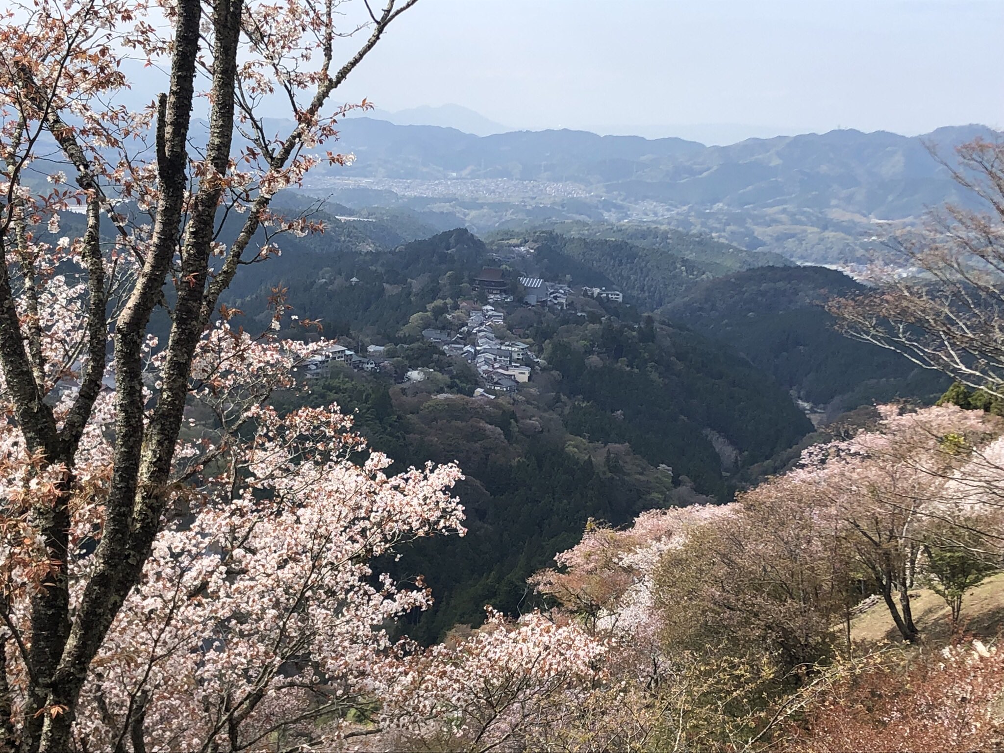 Clm 吉野の桜 奈良県 吉野 桜 奥千本 中千本 上千本 T Co 4vsagsjnyc Twitter