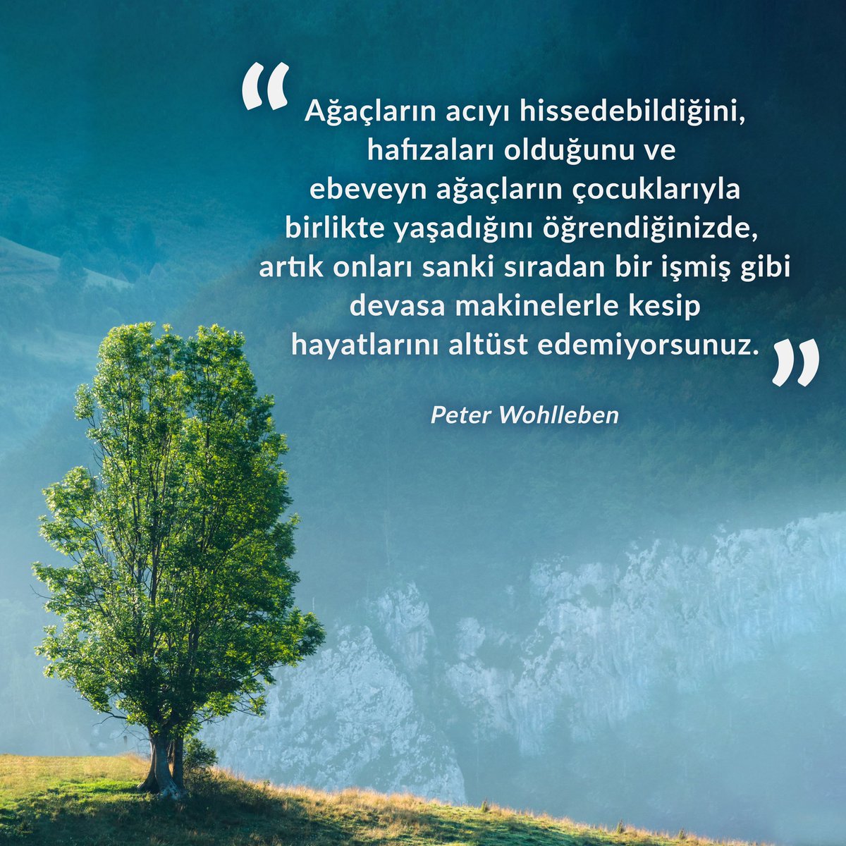 “Ağaçların acıyı hissedebildiğini, hafızaları olduğunu ve ebeveyn ağaçların çocuklarıyla birlikte yaşadığını öğrendiğinizde, artık onları sanki sıradan bir işmiş gibi devasa makinelerle kesip hayatlarını altüst edemiyorsunuz.” Peter Wohlleben
-
#YeşilSözler 🌳