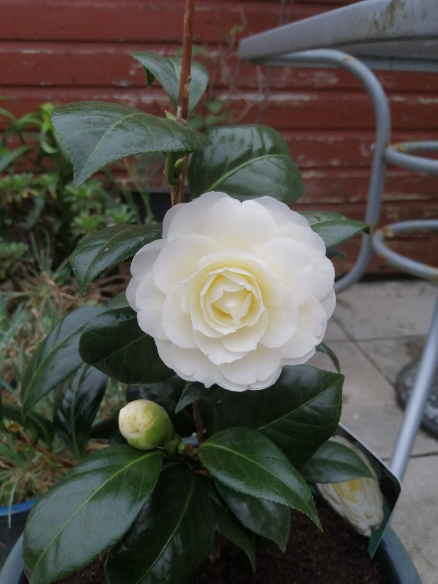 Happy Easter everyone! Thought I'd post the first flower of our beautiful Camelia. Isn't it gorgeous?! 🥰 chorleystake.co.uk is the link to go to for our live. Easter concert at 7pm this evening. Message for more info. Please invite others you think might enjoy it. Thanks!