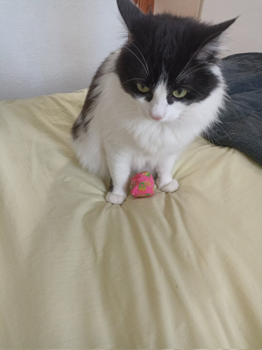 StephanieMunchX's tweet photo. Je crois que mademoiselle veut jouer 🤔 #pointWillow 😻 https://t.co/sisebs3AkH