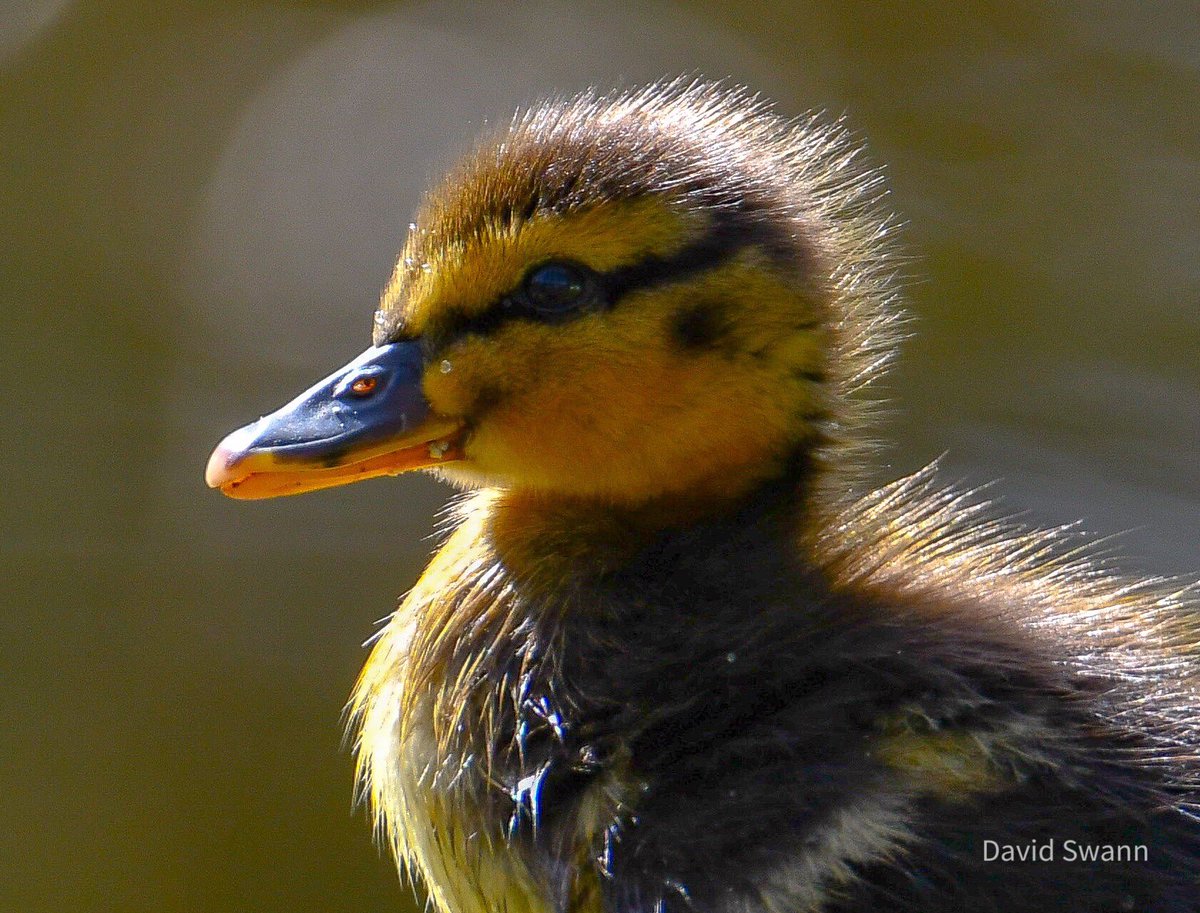 davidswann1's tweet photo. Duckling. @Natures_Voice @northyorkmoors @YorksWildlife @WoodlandTrust @nybirdnews @VisitTld https://t.co/gd4TPeaMFg