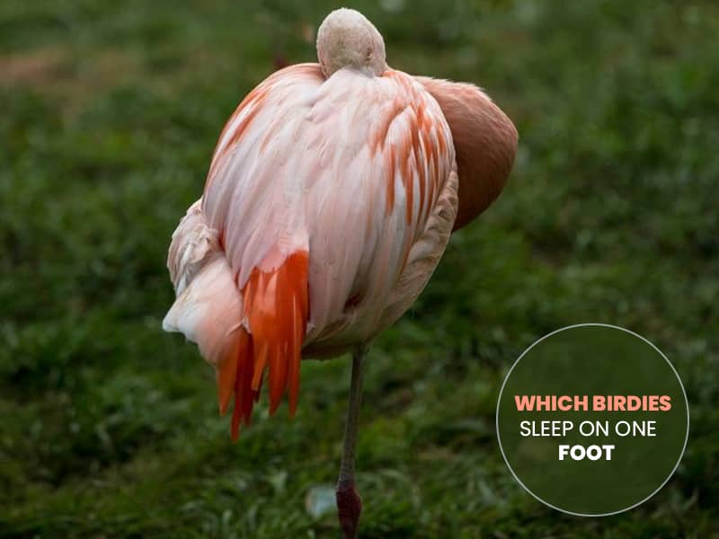 birds_advice's tweet photo. Why Do Birds Sleep On One Foot?
Read Now: https://t.co/ClgKrSOwXJ

#birdssleep #birdsadvice https://t.co/3u3421nVnT
