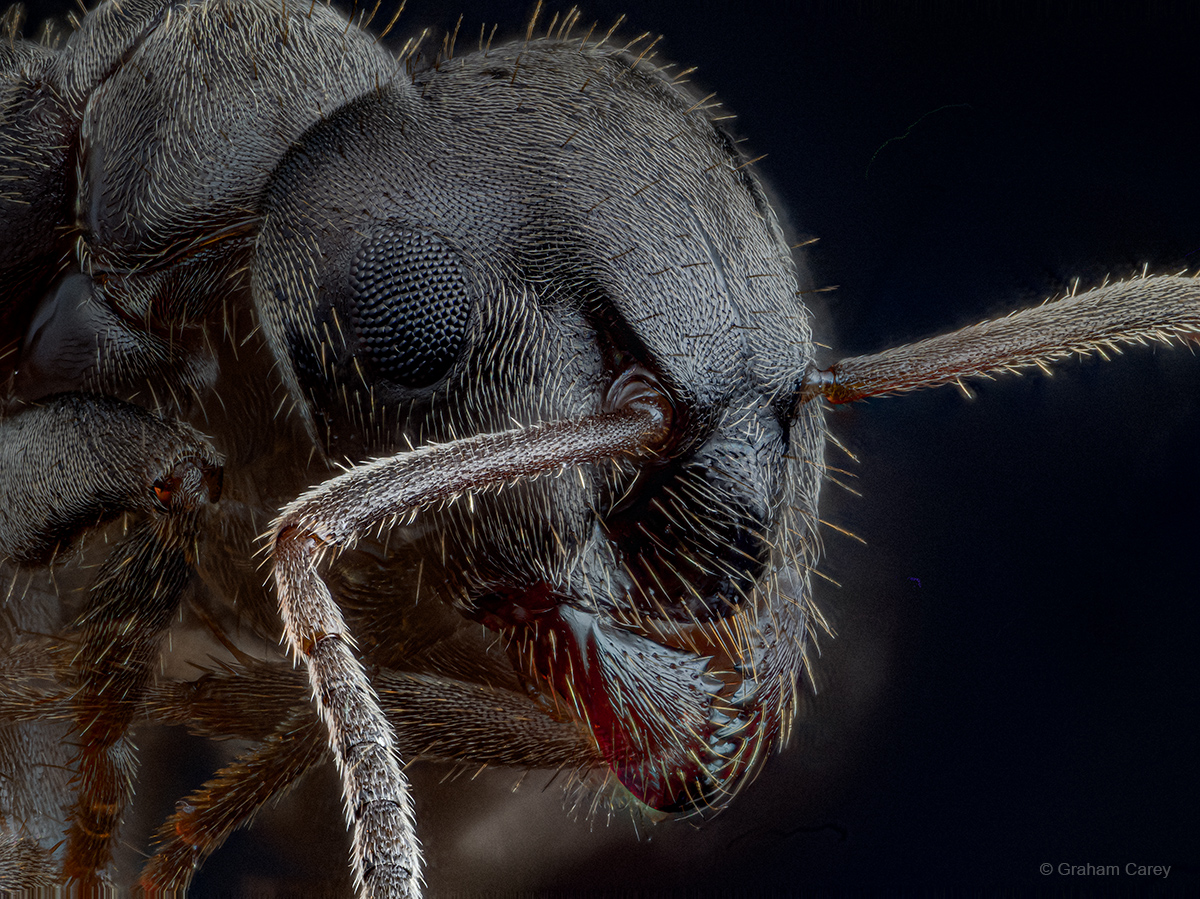 GrahamsPics's tweet image. A less aggressive profile of a Black Garden Ant. The head measures approximately 1mm across. This is a slight crop from full frame and about 10x magnification.
