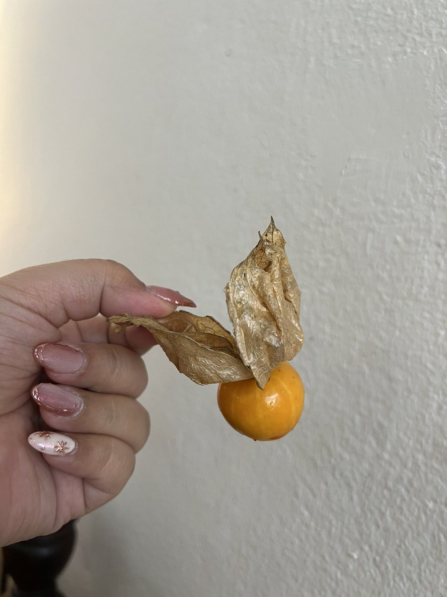 เพื่อนนึกชื่ออิลูกนี่ไม่ออกว่ามันคืออะไร เลยถามเพื่อนว่า ไอ่ลูกที่มันเปนกลมๆสีทองๆ ละมันมีเหมือนใบทองๆปีกๆออกมาคือไรวะ

เพื่อนตอบ : ลูกควิดดิช

อิสัดไม่ใช่ มันคืออันนี้5555555555555555555555555555555555555555555555555