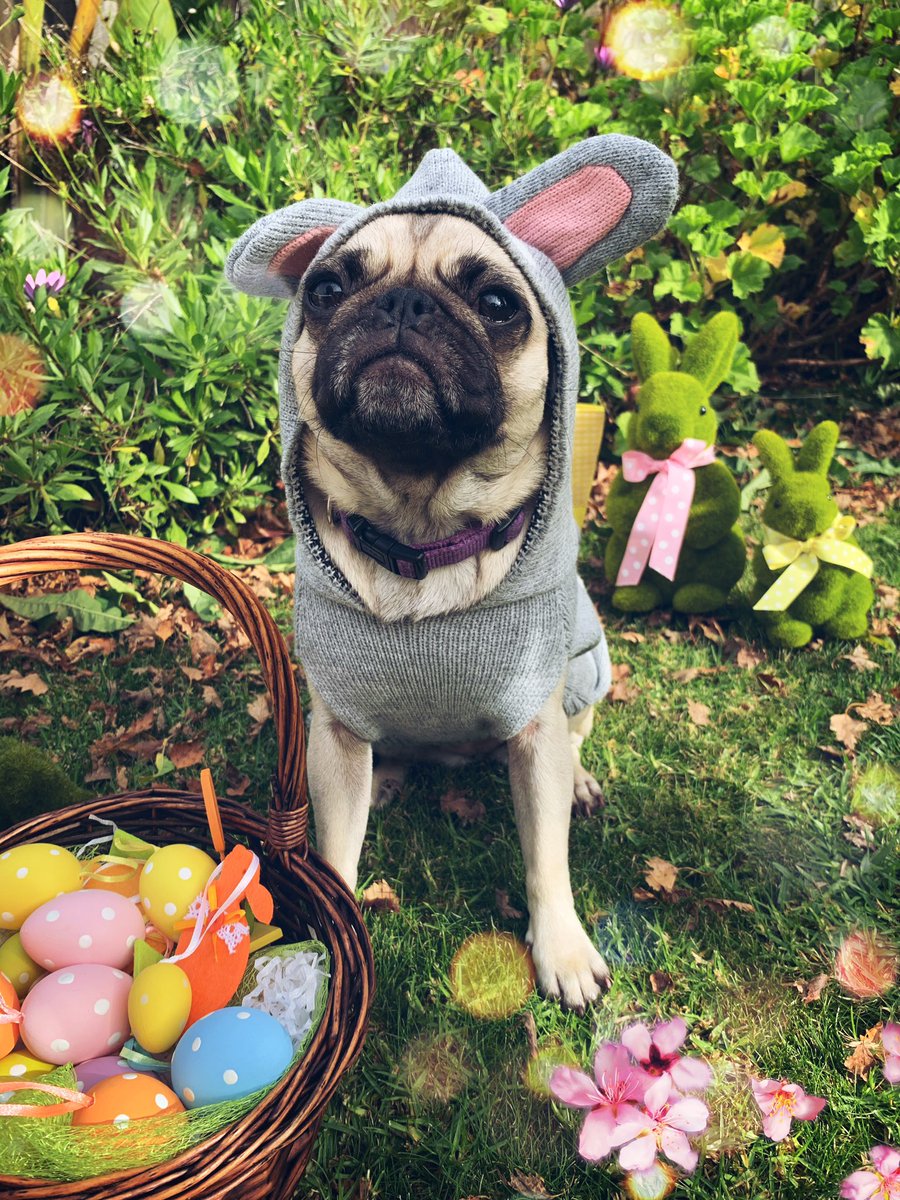 ACE_Hype_AU's tweet photo. Happy Easter from our favourite Easter Puggy 🤍🐰 https://t.co/SusuBBs9iK