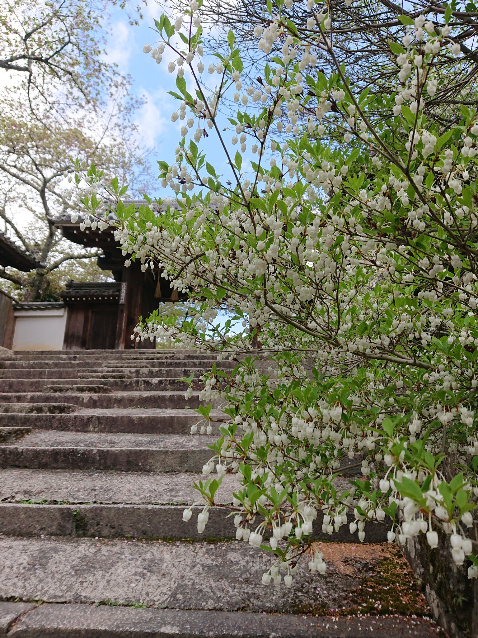 ボタン桜 Twitter Search Twitter