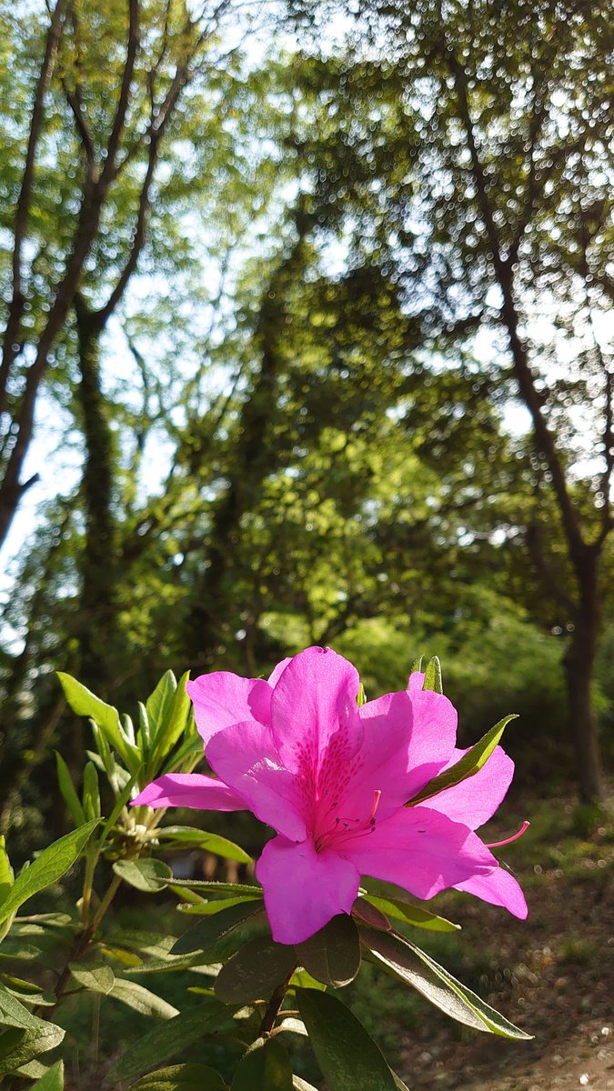 koide_103's tweet photo. 近所を散歩しているとあちこちに花が咲いていることに気づかされます🌼
毎年健気に花をつける草や木々🌲
見習って元気を出していこう❗️☀️（てんちょー）

#コイデカメラ の #ネットプリント で #スマホ写真 もプリントしてみませんか⁉️
https://t.co/LXEdOi3Jtu

#能見台ヨーカドー #出張撮影 https://t.co/PknO67cNrq