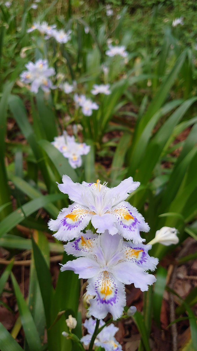 koide_103's tweet photo. 近所を散歩しているとあちこちに花が咲いていることに気づかされます🌼
毎年健気に花をつける草や木々🌲
見習って元気を出していこう❗️☀️（てんちょー）

#コイデカメラ の #ネットプリント で #スマホ写真 もプリントしてみませんか⁉️
https://t.co/LXEdOi3Jtu

#能見台ヨーカドー #出張撮影 https://t.co/PknO67cNrq