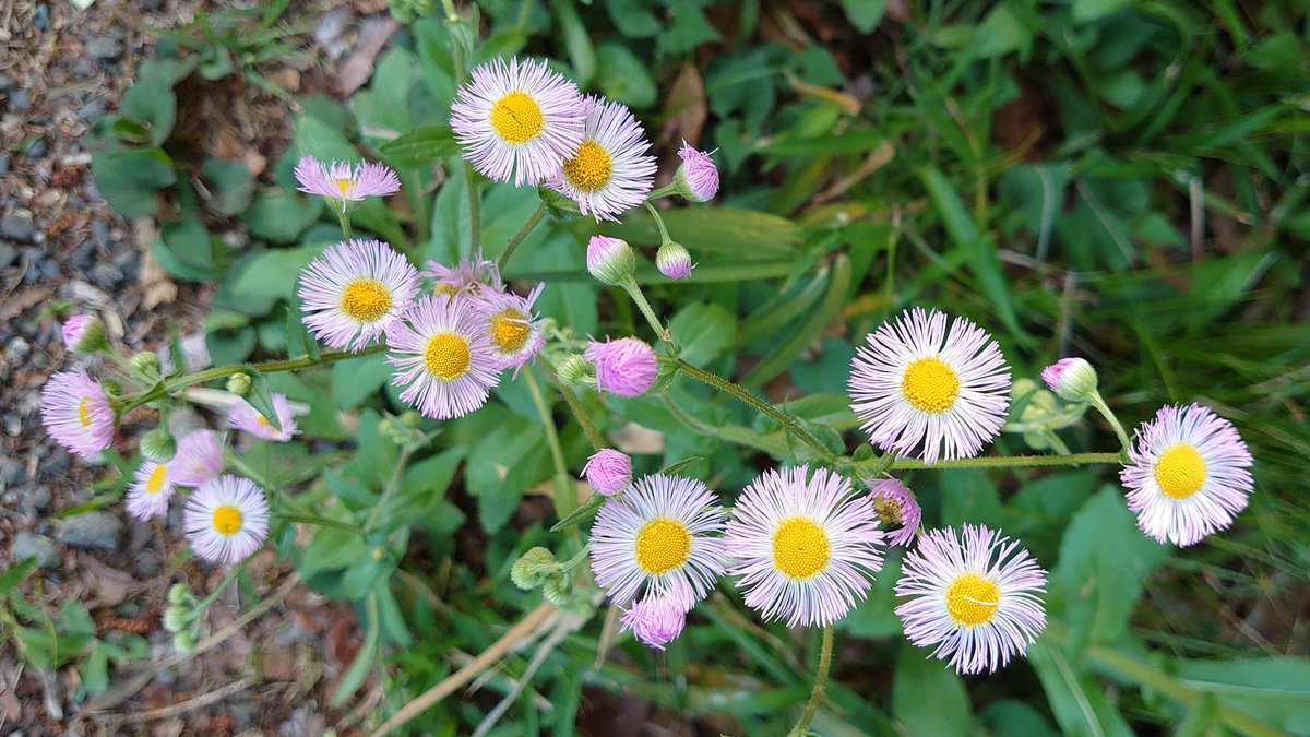 koide_103's tweet photo. 近所を散歩しているとあちこちに花が咲いていることに気づかされます🌼
毎年健気に花をつける草や木々🌲
見習って元気を出していこう❗️☀️（てんちょー）

#コイデカメラ の #ネットプリント で #スマホ写真 もプリントしてみませんか⁉️
https://t.co/LXEdOi3Jtu

#能見台ヨーカドー #出張撮影 https://t.co/PknO67cNrq
