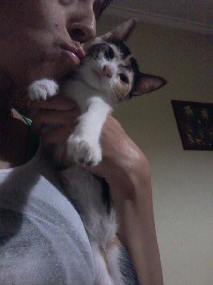 Rockabilly_22's tweet photo. @kguadi tengo una calico hermosa en adopcion😻 https://t.co/eNj6yvfyys