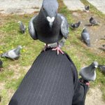 え、なに、助けて!膝の上に乗ってくる、警戒心のない鳩。