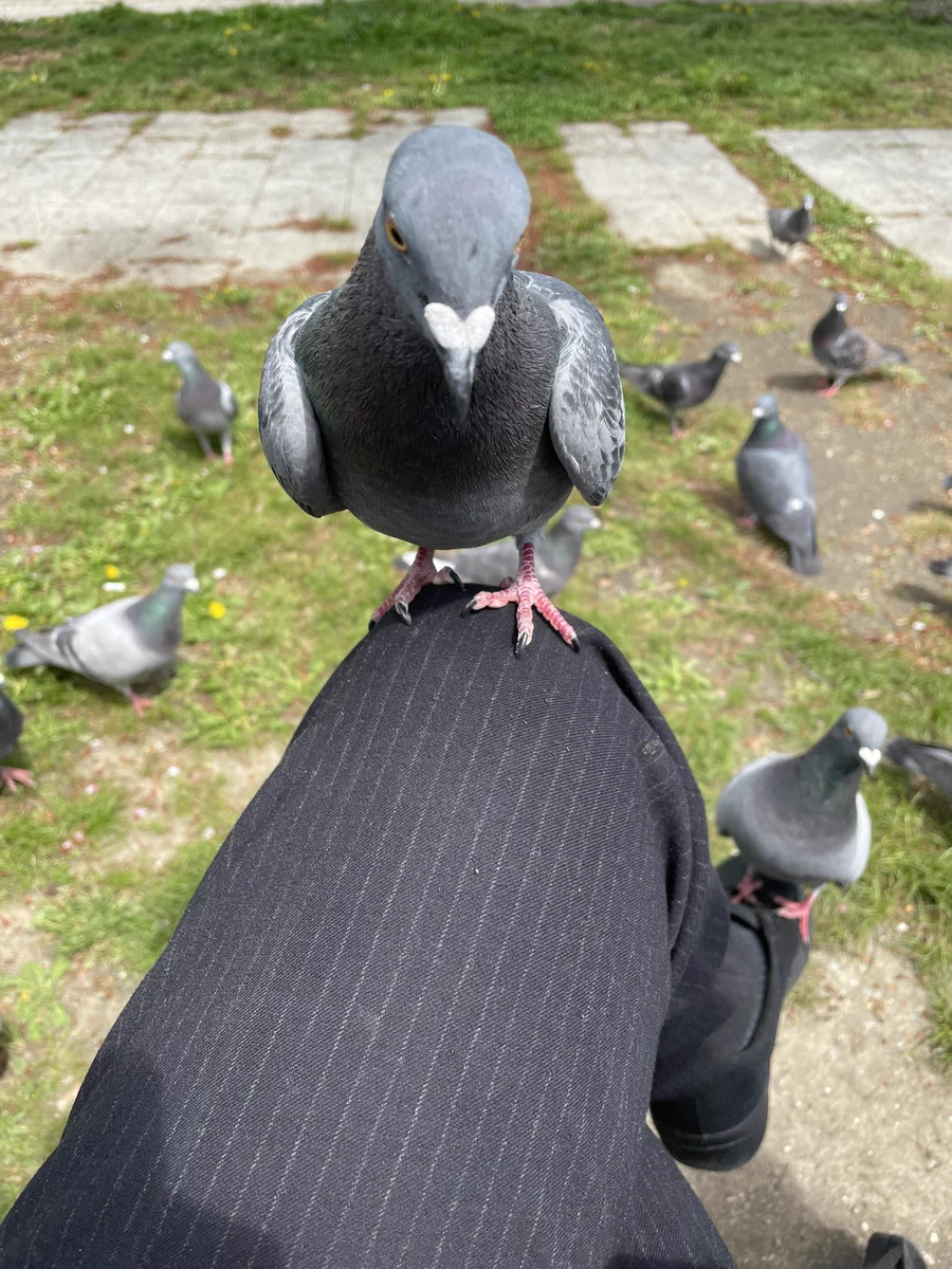 え、なに、助けて！膝の上に乗ってくる、警戒心のない鳩。