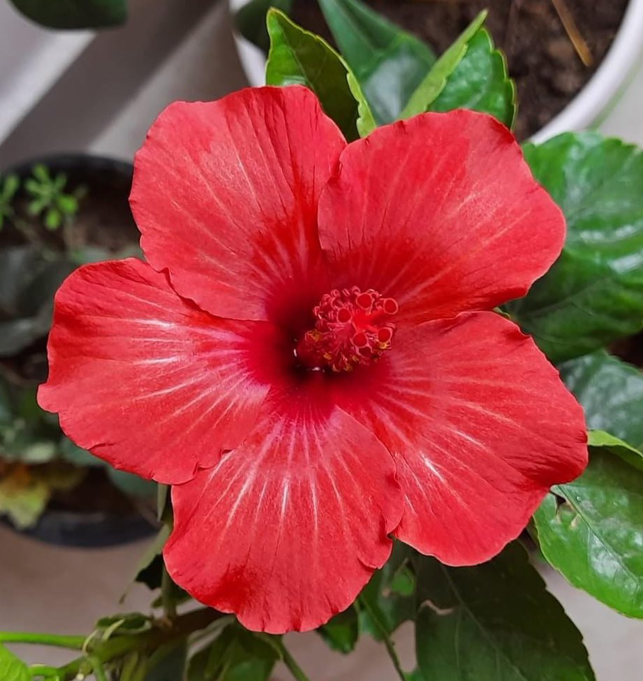 A blessed Easter Sunday to everyone! Hibiscus 🌺 #Flowers #beautiful blooming in my #balcony #GardenersWorld #flowerbeauty #blessed #Grateful  @NatureattheBest #mobilephotography #TwitterNatureCommunity @ThePhotoHour @CarlBovisNature @prchandna @swatiagrwlsingh @cbasfilms #nature