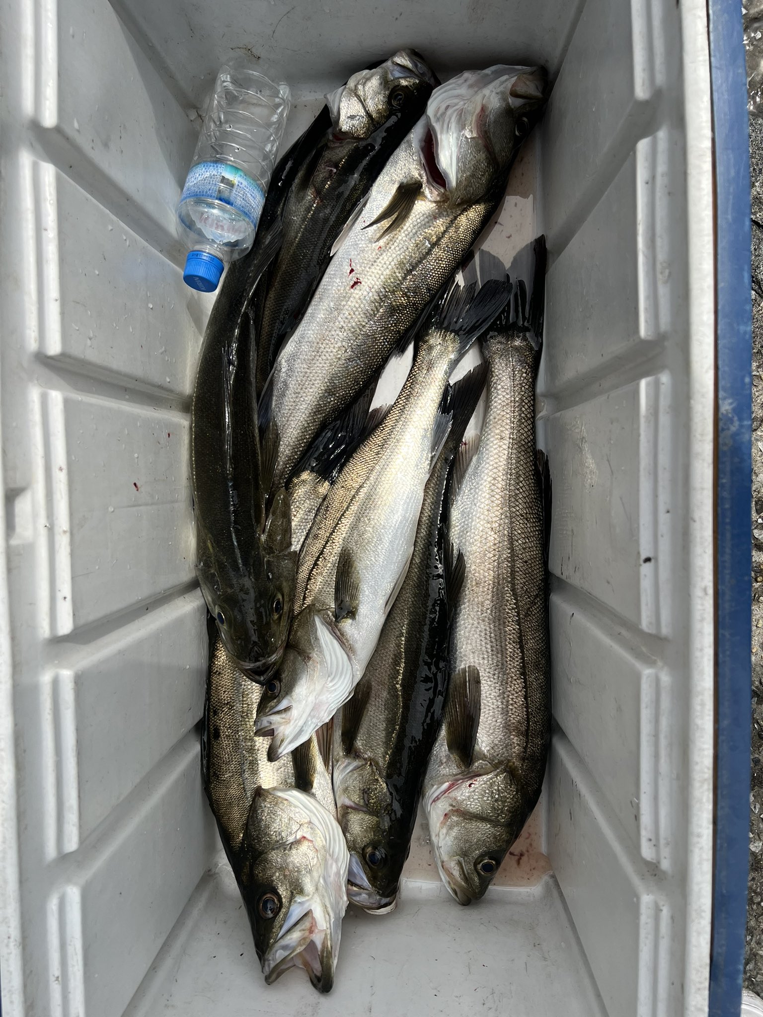 エクスセンス Dc音大好き ボートシーバス 帰って来ました 5匹釣れました 5バラシしましたけど 1番大きい シーバスは65センチでした 会社のいつもの後輩は 3匹釣れて4バラシ シーバス 初の後輩は 3匹釣れて3バラシ 皆んな釣れたから 良かった