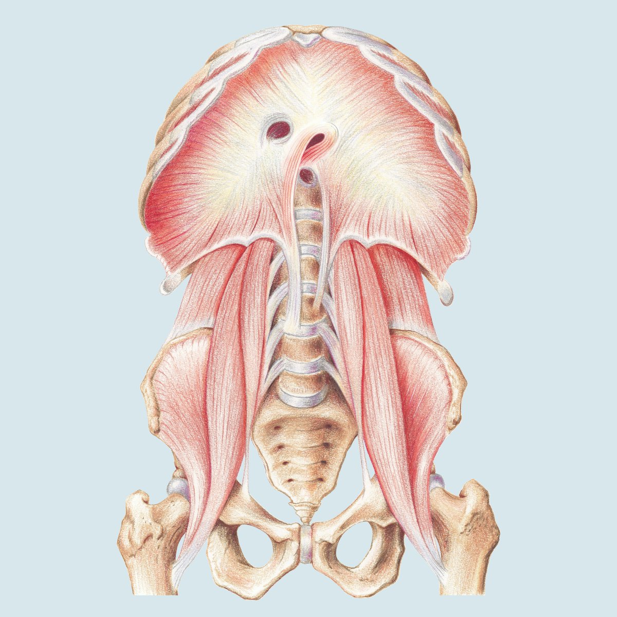 emmacreats's tweet photo. Diaphragm muscle and bones. I drew this for a physical therapy studio. 
The art print is available at https://t.co/6So3c1y2xW

#diaphragm #physicaltherapy #Physio #muscle #bone #medicalart #medicalillustration #illustration  #medicine #MedTwitter #muscleskeletal #Spine #pelvic https://t.co/zIkGi11zmk