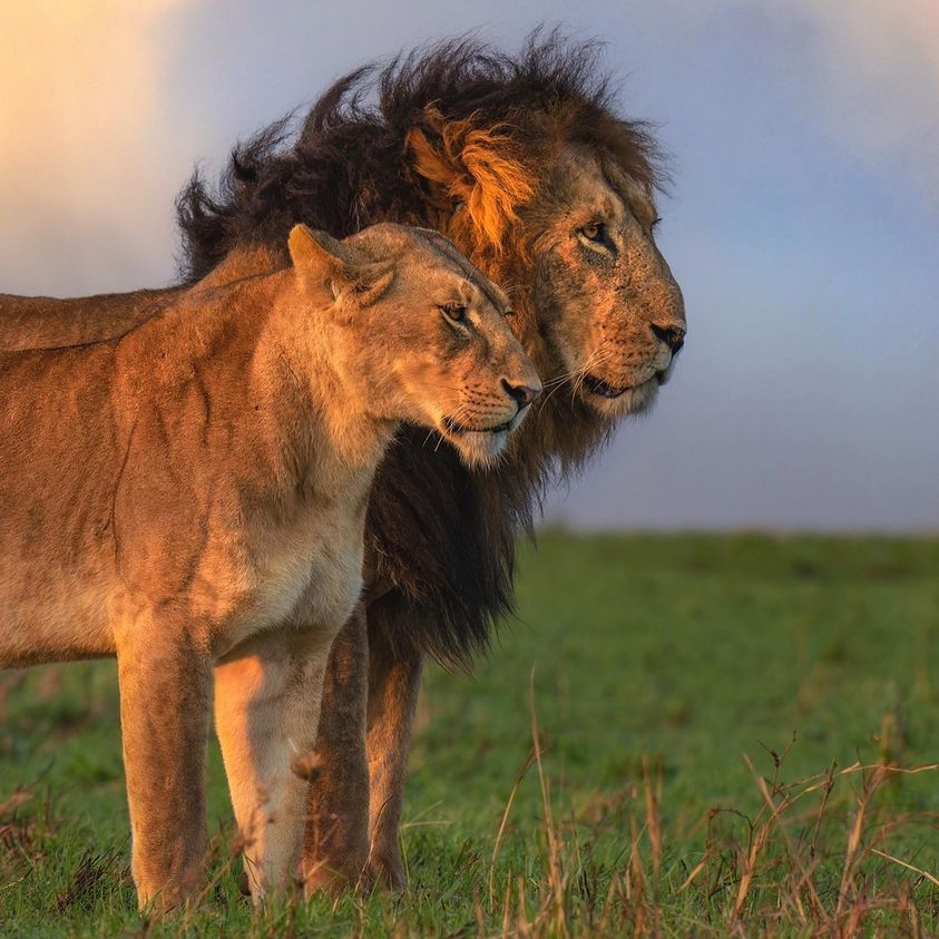 edwereddie's tweet photo. Mr.&Mrs.
taken in Kenya’s Masai Mara NP
by #wildographer @akhil.photos
Gear:
#Sony A1, 400 2.8 GM #bealpha https://t.co/FP8I65vmqt