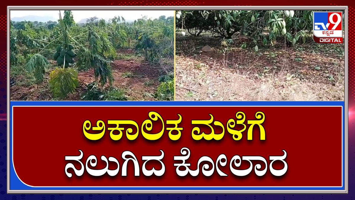 tv9kannada's tweet photo. Kolar Rain: ಕೋಲಾರದಲ್ಲಿ ಬಿರುಗಾಳಿ ಸಹಿತ ಭಾರೀ ಮಳೆ, ಲಕ್ಷಾಂತರ ಮೌಲ್ಯದ ಮಾವು ಬೆಳೆ ನಾಶ|TV9 Kannada
Video Link►https://t.co/8LtL0rG7ir
#Kolar #Kolarrain #Mangoloss #KolarrainEffest https://t.co/PfXgjaBR1T