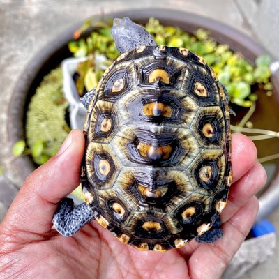 Love_Turts's tweet photo. #NewProfilePic https://t.co/YHEZGnkXlN
