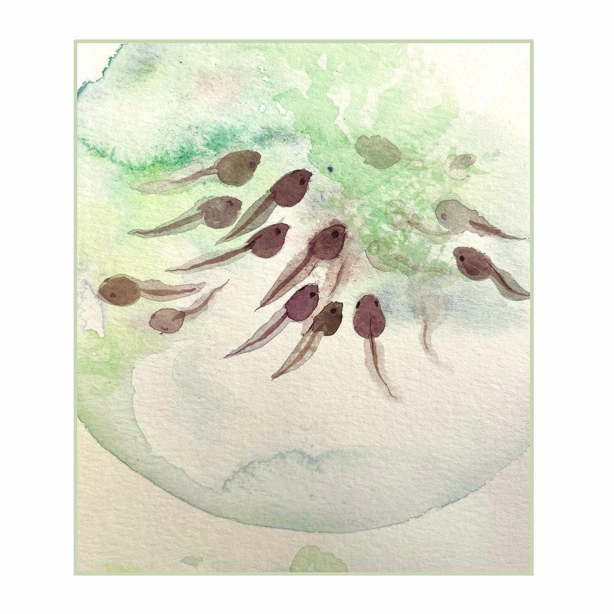 Tadpole watercolor studies 