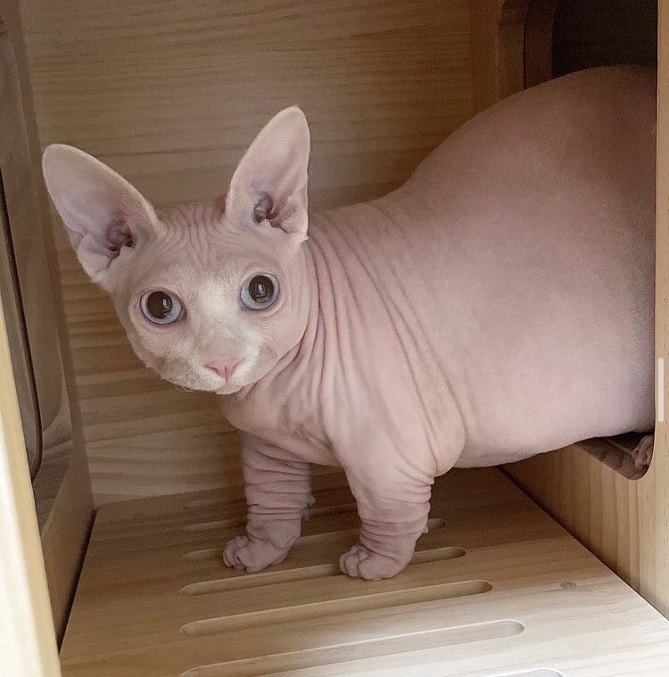 100Gexbox's tweet photo. Just got a new cat! His name is foreskin and I love him so much☺️ https://t.co/3LCPlbfp5h