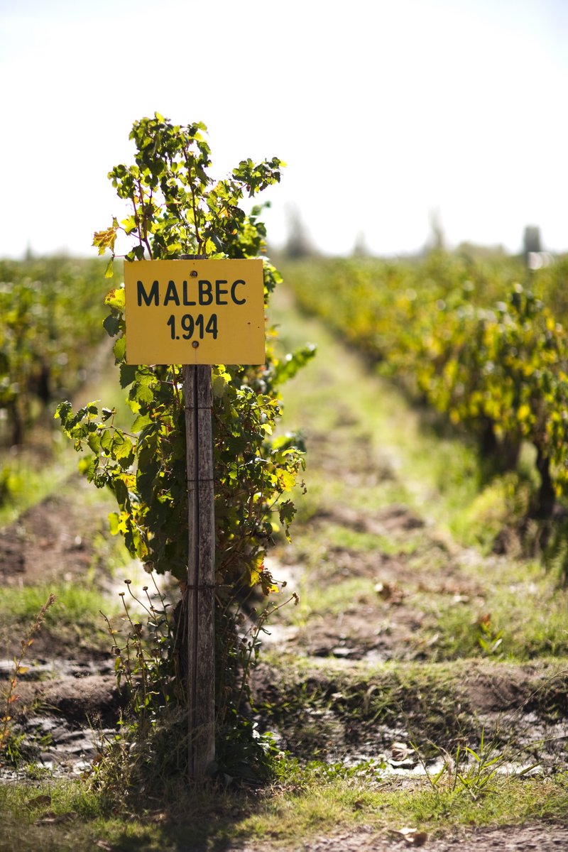 MillesimaENG's tweet photo. 🍇🇦🇷 Today is #MalbecDay!
These high-altitude #Argentinian #vineyards produce a great deal of fine #Malbecwines that are deeply coloured, fruit-forward and boast a velvety texture.
📸 © @CatenaMalbec
🔎 Discover these Mendoza Malbec wines at #Millesima: https://t.co/uWiSwWqb8R https://t.co/0RDown9BBe