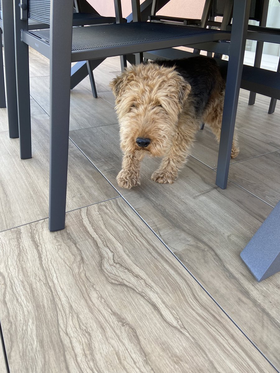 Parcamatt's tweet photo. Chasse aux œufs/croquettes pour le chien. Il est content #Hasko https://t.co/CT9NOUPgZW