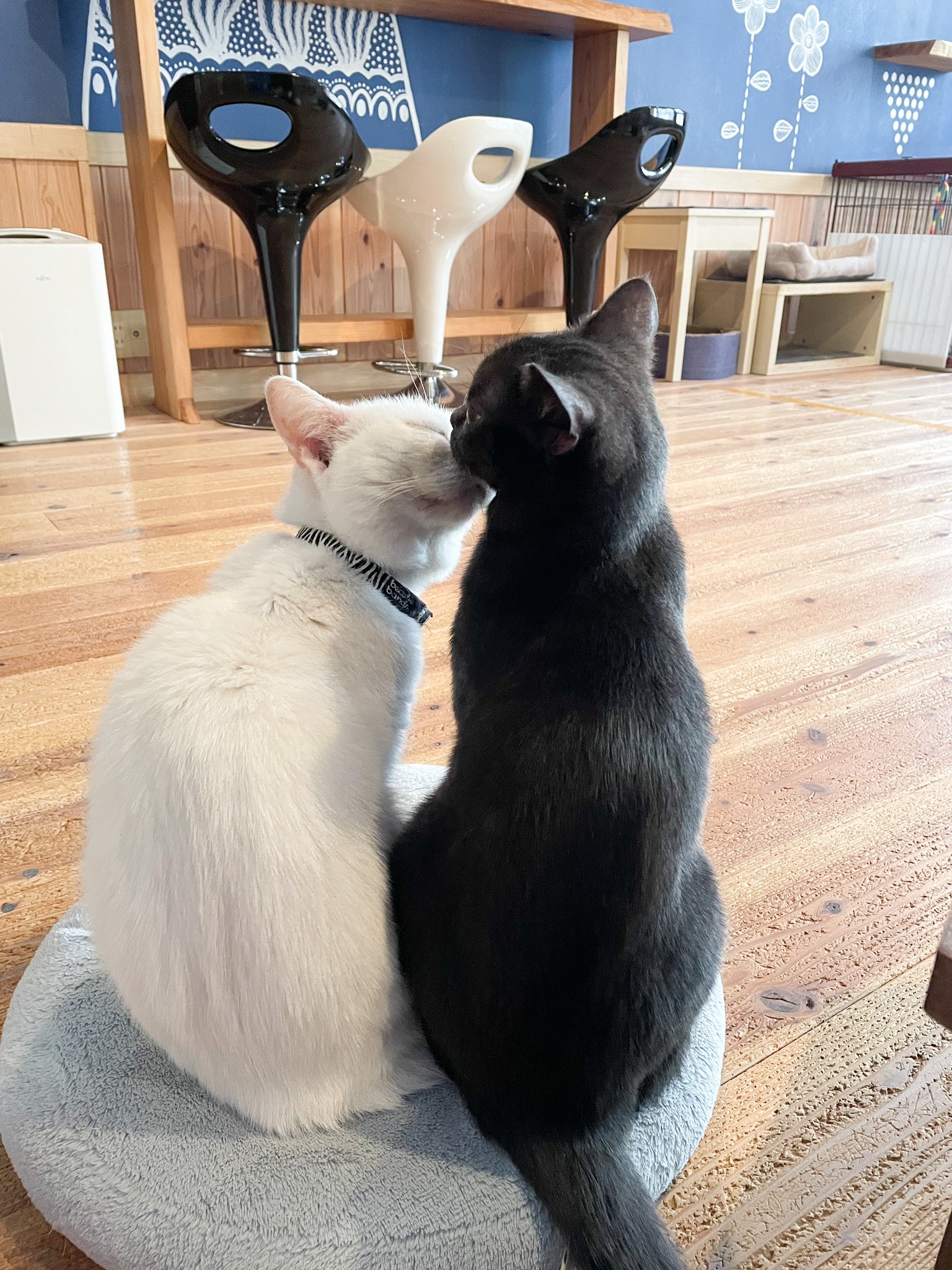 ユミ 猫カフェの猫ちゃんに癒された週末 娘も楽しそうに猫と触れ合ってました 鳥取 T Co H2pkkmcvvi Twitter
