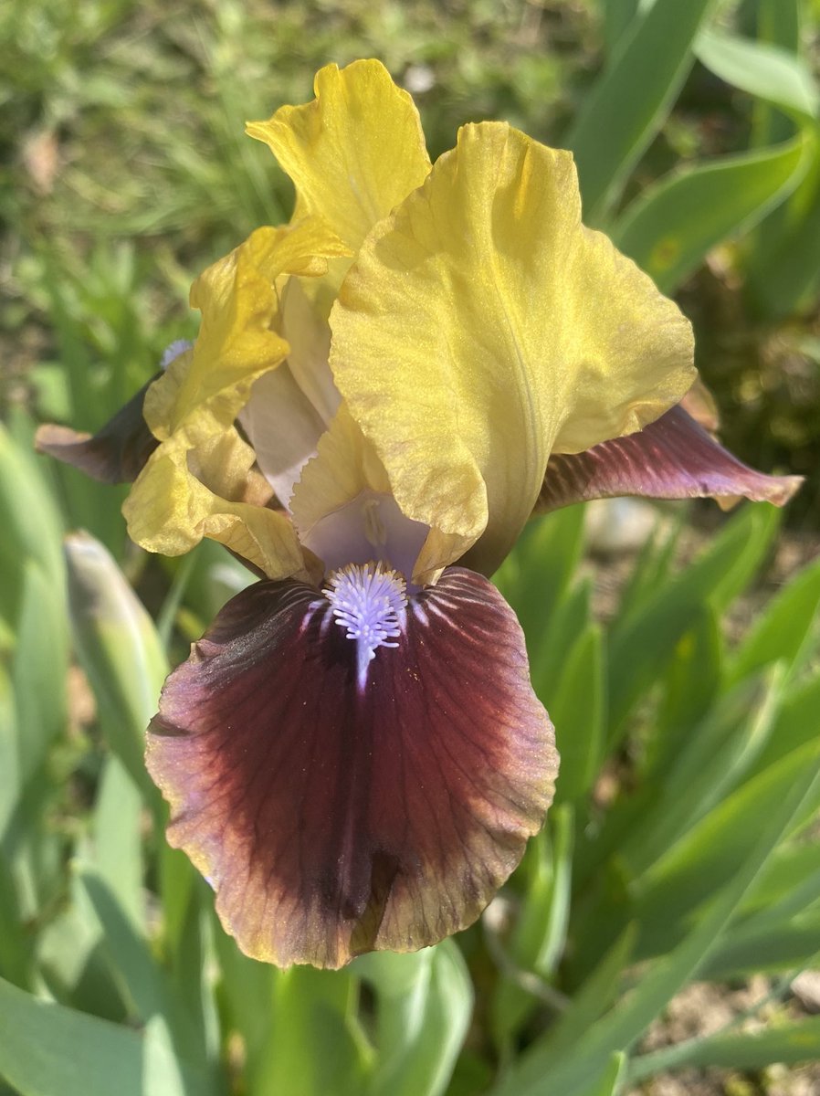 IrisesSeagate's tweet photo. This striking dwarf Iris ‘Being Busy’ has come out in time to wave us off to the first plant fair of the season at Swinesmeadow Farm Nursery 10-2.30 come along and say Hi!! #plantfair #lincolnshirelife #plantnurseries #eastersunday #buyplants #irises #dwarfiris #beingbusy #plants https://t.co/tUnCIXaptO