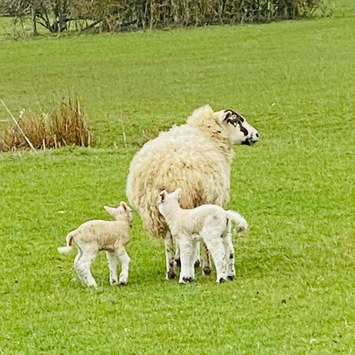 HambletonBakery's tweet photo. Happy Easter to you and your families 🐣hope you enjoy this lovely day #simnelsquares #simneltart #oneapennytwoapenny #easteriscoming #itsalwaysteatime #hambletonbakery #shoplocal #supportsmallbusiness
#rutlandlife #supportingthecounty #artisanbread #wellbread #lovelocal https://t.co/QYpa2uvWZd