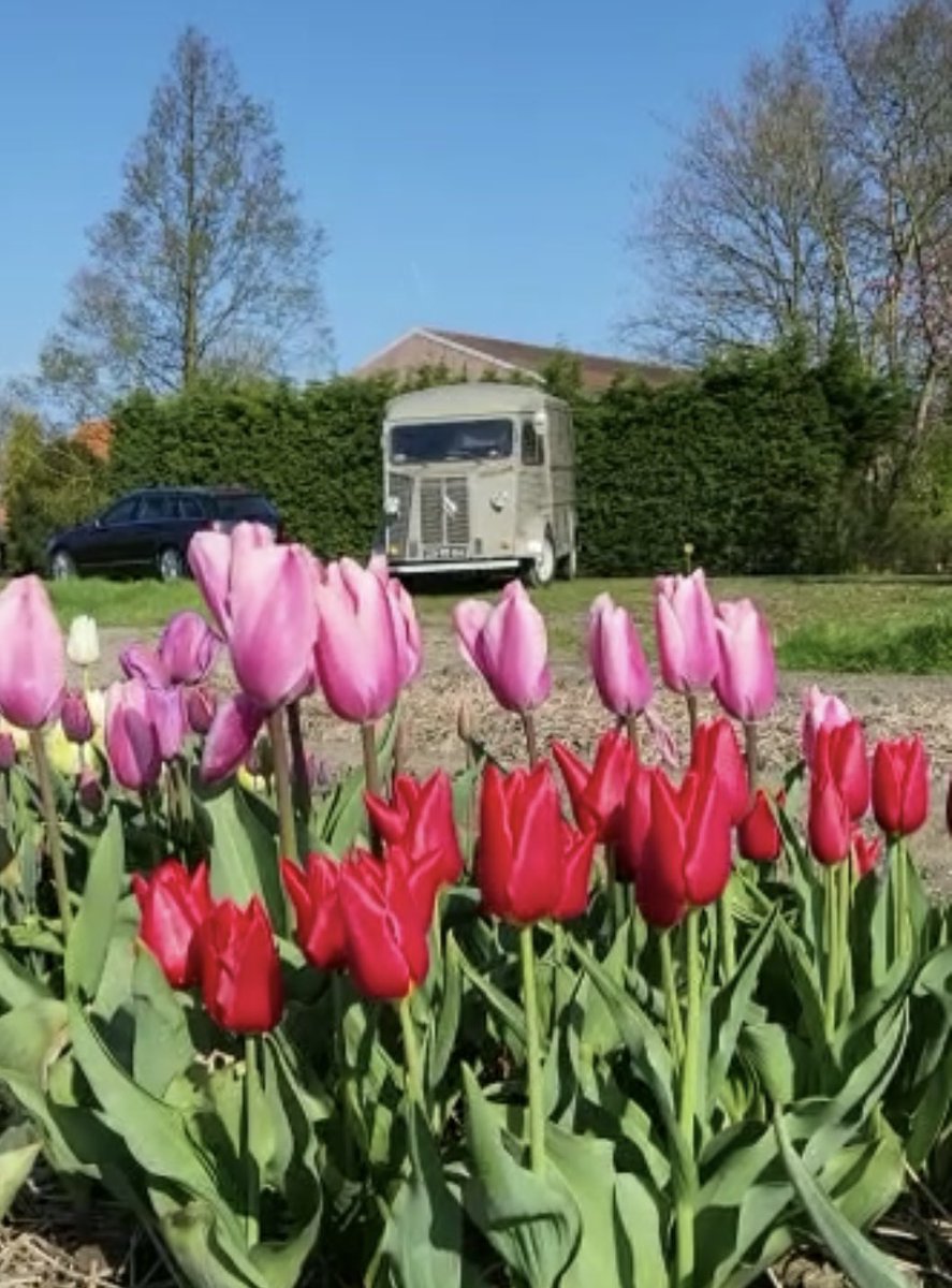 Vandaag koffie in de tulpen? Wees welkom, terrasjes aanwezig🌷☕️
#tulpensoortentuin #tulpenfestival #noordoostpolder #espressomachine