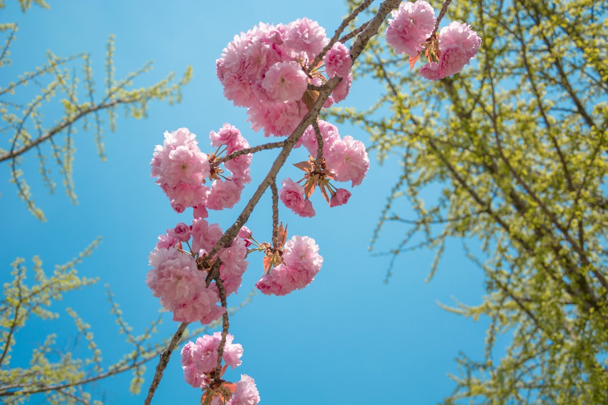 c_aptainc's tweet photo. 핑크 겹벚꽃처럼
핑크꽃길만 걷기를

#Gluwa #Cherryblossoms #OpenFi #CTC https://t.co/fDc9WlEb75