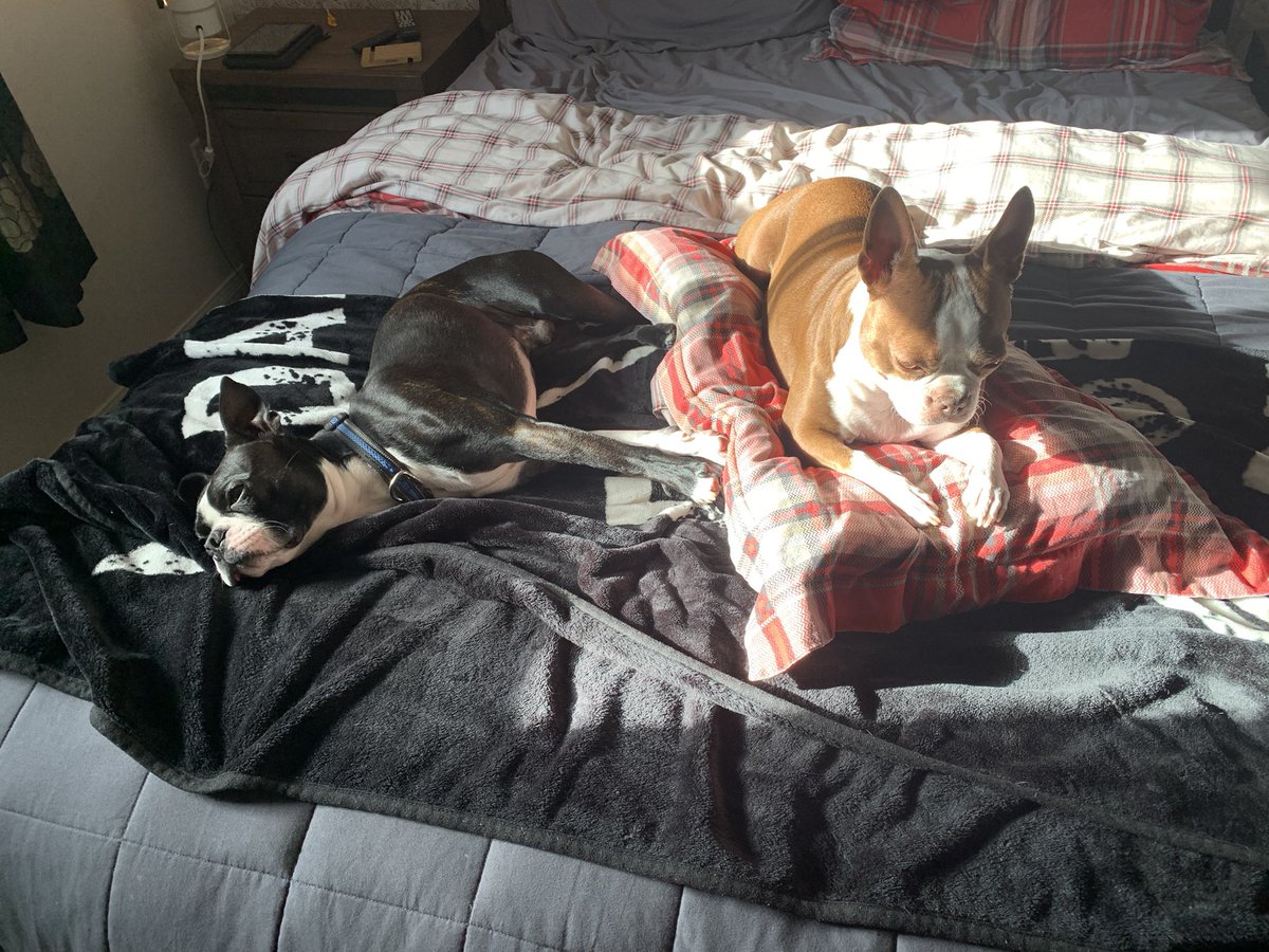 keeleysteele's tweet photo. @Godsgirl77777 Boston terriers 🐶 https://t.co/uJY8qR5szK