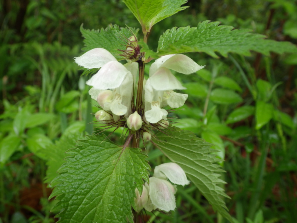 Carlos Cela Me Parece Que En Espanol Se Llaman Ortigas Twitter