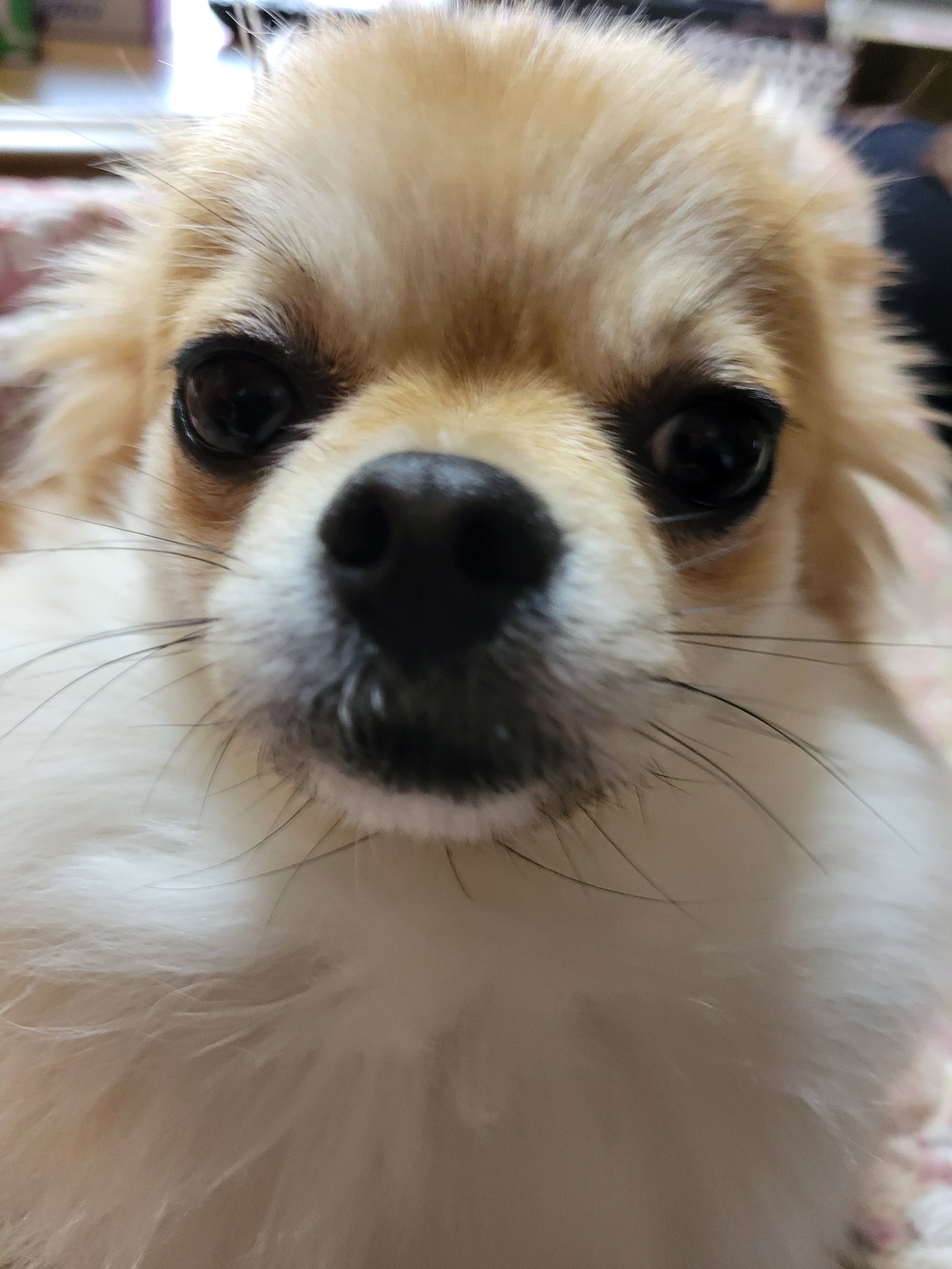 犬用シャンプー Twitter Search Twitter