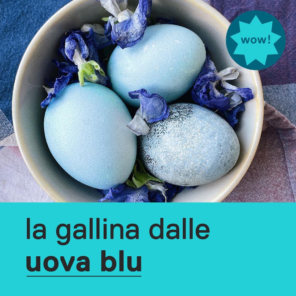 🐣 Buona #Pasqua! 
Lo sapevate che esistono delle uova naturalmente azzurre? Stiamo parlando delle “uova blu” delle galline ornamentali Araucana, di origine sudamericana. Tranquilli, dentro sono esattamente come tutte le altre! Per saperne di più: fattinonfake.federchimica.it/dettaglio/blog…