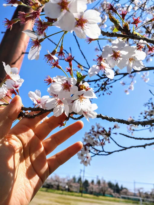 お花見日和 