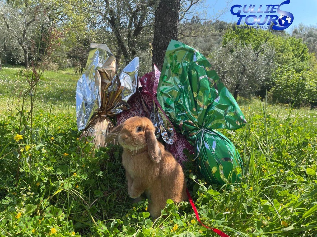 GulliesTours's tweet photo. May your Easter basket be full of joy, happiness, peace and travel today and always! Gullies Tours brings you everywhere! 🕊🐣🐰🌿 
#easter #easterbasket #lovethewayyouare #photooftheday #beautiful #happy #nature #travel #hikingadventures #easterbunny #blooming #tuscany https://t.co/Pep9OH07an