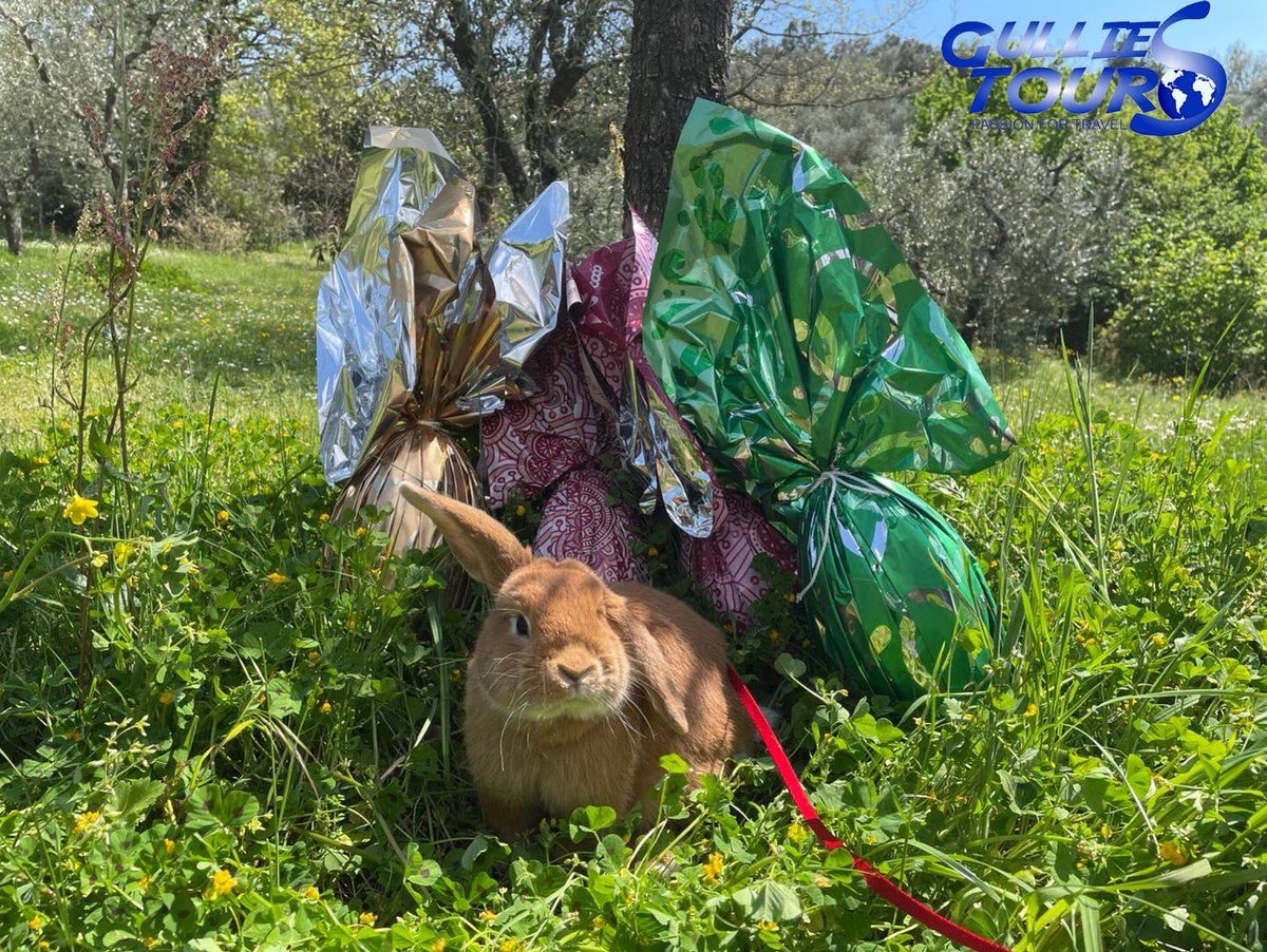 GulliesTours's tweet photo. May your Easter basket be full of joy, happiness, peace and travel today and always! Gullies Tours brings you everywhere! 🕊🐣🐰🌿 
#easter #easterbasket #lovethewayyouare #photooftheday #beautiful #happy #nature #travel #hikingadventures #easterbunny #blooming #tuscany https://t.co/Pep9OH07an