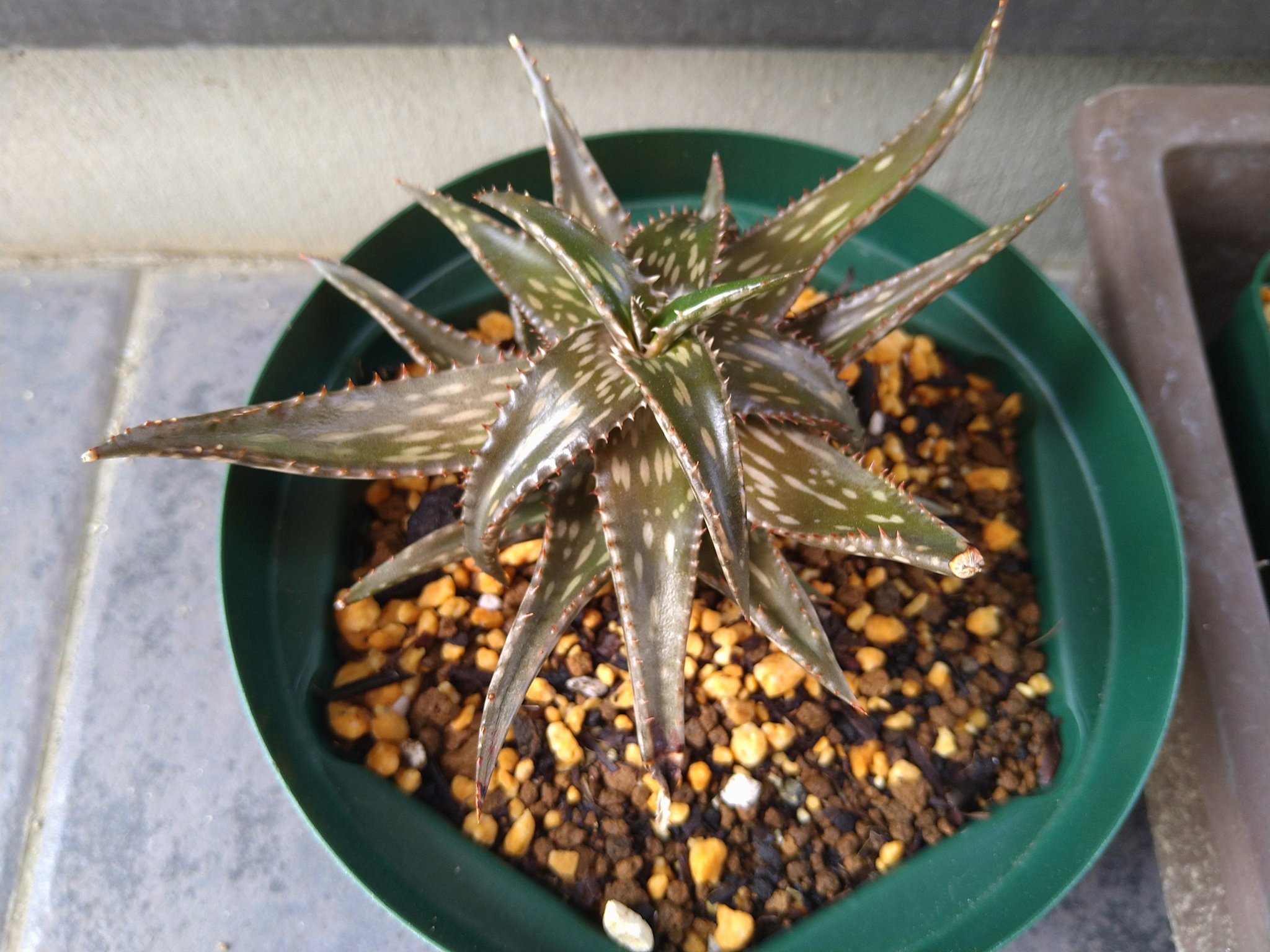 きりなや 果樹あるライフ 暖かくなってきたから日をガンガンに当てたら 見事に葉焼けして茶色くなってしまった 現在明るい日陰で療養中 アロエ ジュクンダは夏じゃなくても 直射日光はダメなんだね 家庭菜園 ガーデニング 多肉植物 アロエ