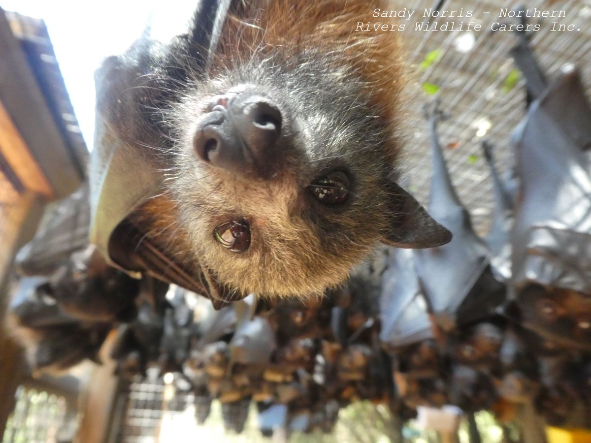 It’s Bat Appreciation Day! 

There are plenty of ways that people can support flying-foxes, from using bat-friendly netting on trees to managing roosting camps sustainably! 

Here are some more tips for supporting native bats: bit.ly/3ErxOiB