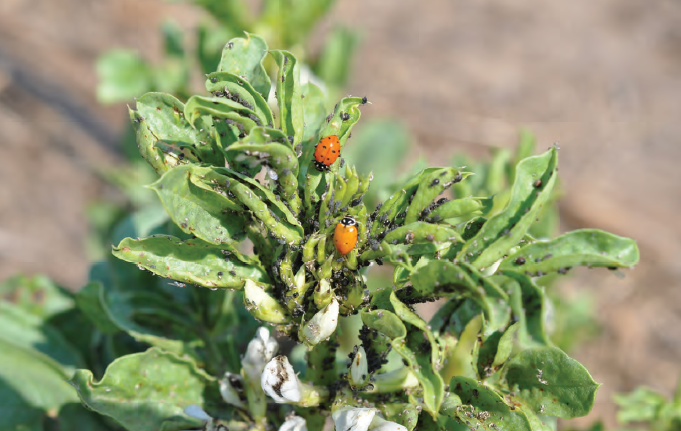 ACCIMMYT's tweet photo. 🌱 Los cultivos de servicio tienen funciones amplias. Aunque pueden pertenecer a cualquier familia, la mayoría son leguminosas y se cultivan en asociación con otras plantas. 

Descarga la #RevistaEnlACe y conoce sus principales beneficios (pag. 54).

➡ https://t.co/6PjTL3Nk9O https://t.co/crHkjDGKNH