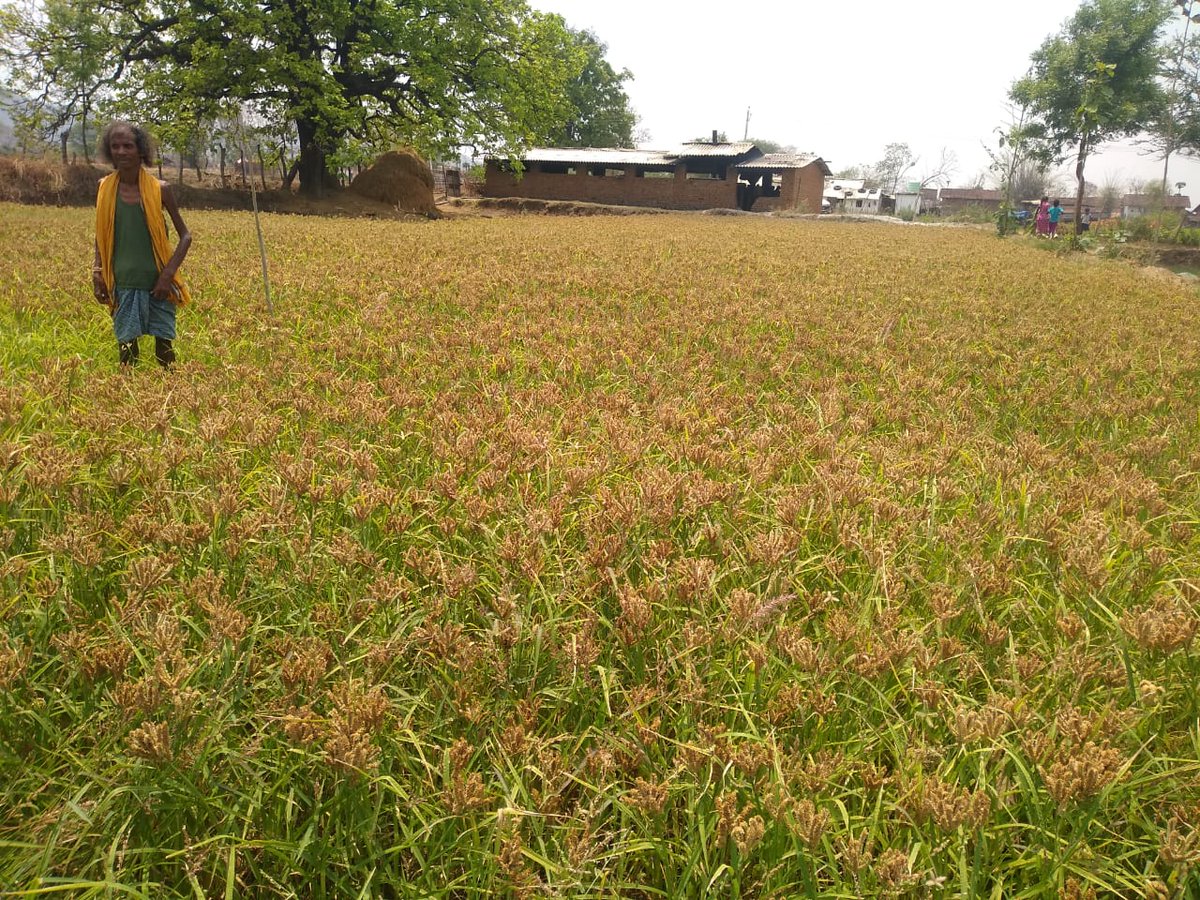 Pallivikash tweet media