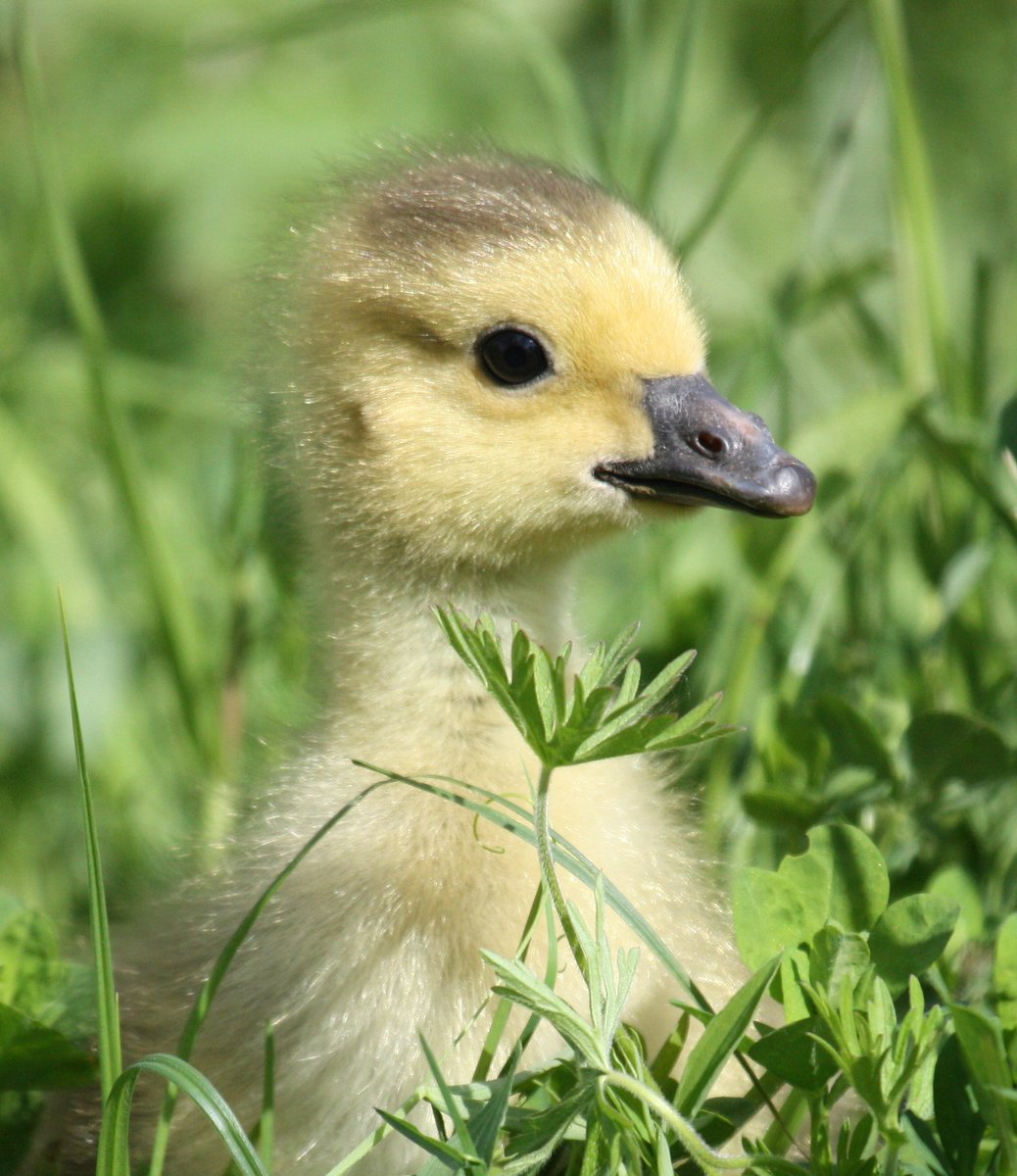 WWTSlimbridge's tweet image. A very happy #EasterSunday to you all 🐣💛

Here's a collage of cute chicks, ducklings and goslings. 

Who is the cutest? We couldn't possibly say! 😍

📸 Elaine Crew, Nick Cottrell,  James Lees