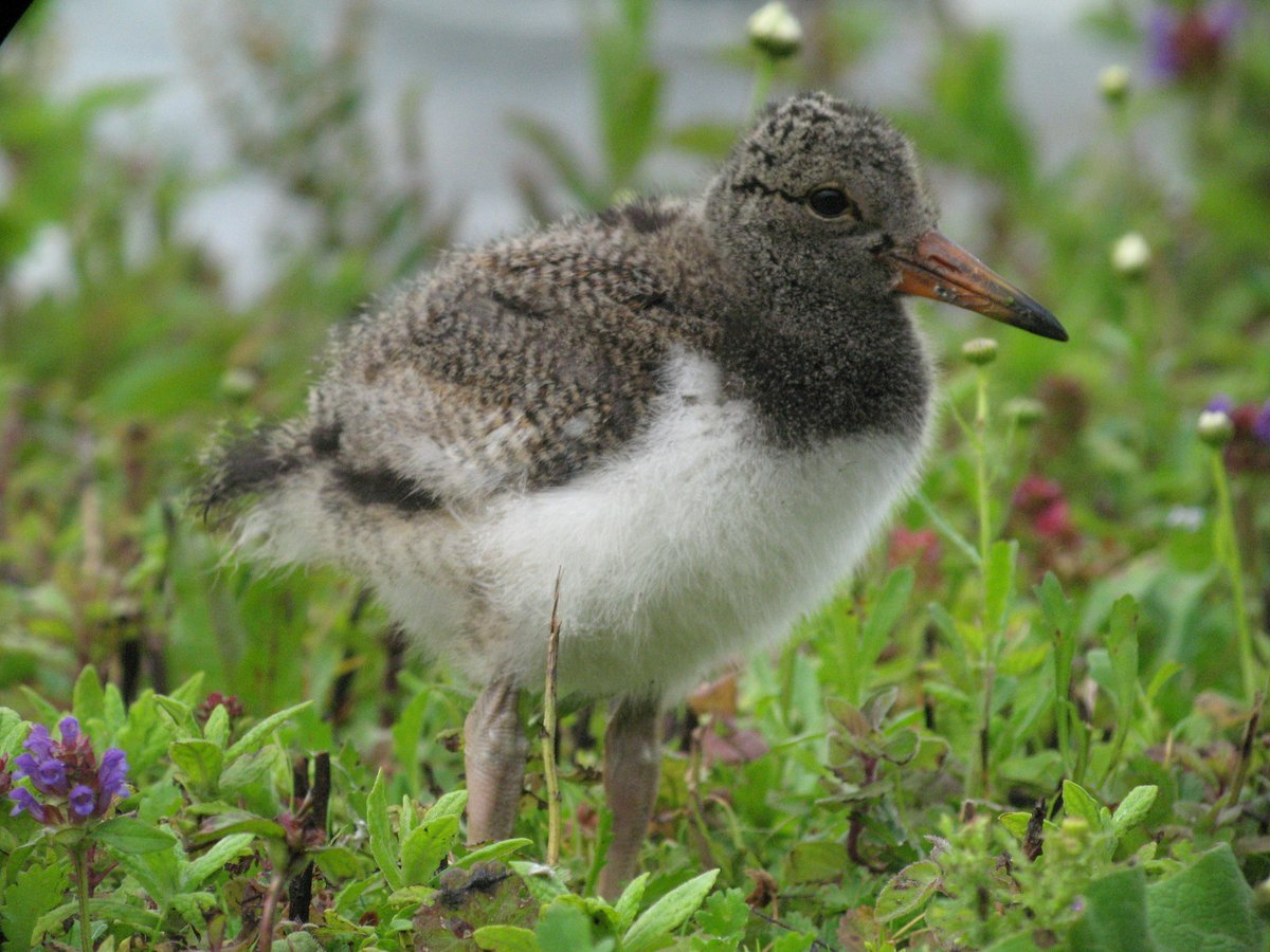 WWTSlimbridge tweet picture