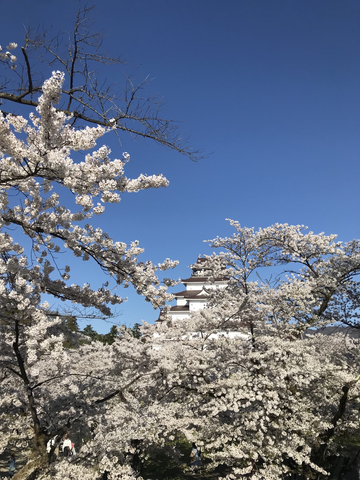 會津十楽inサムライシティあいづ Aizujyuraku Twitter