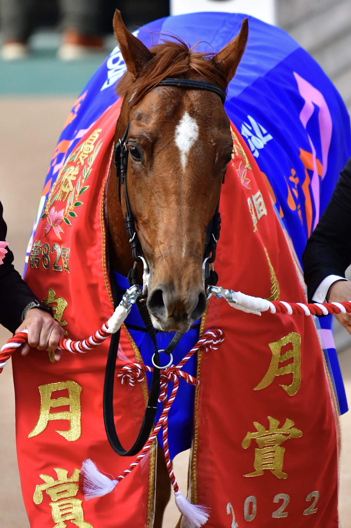 ジオグリフ　皐月賞記念ブルゾン ジオグリフ 皐月賞記念ブルゾン DSXZQO1832771017042022000000-1