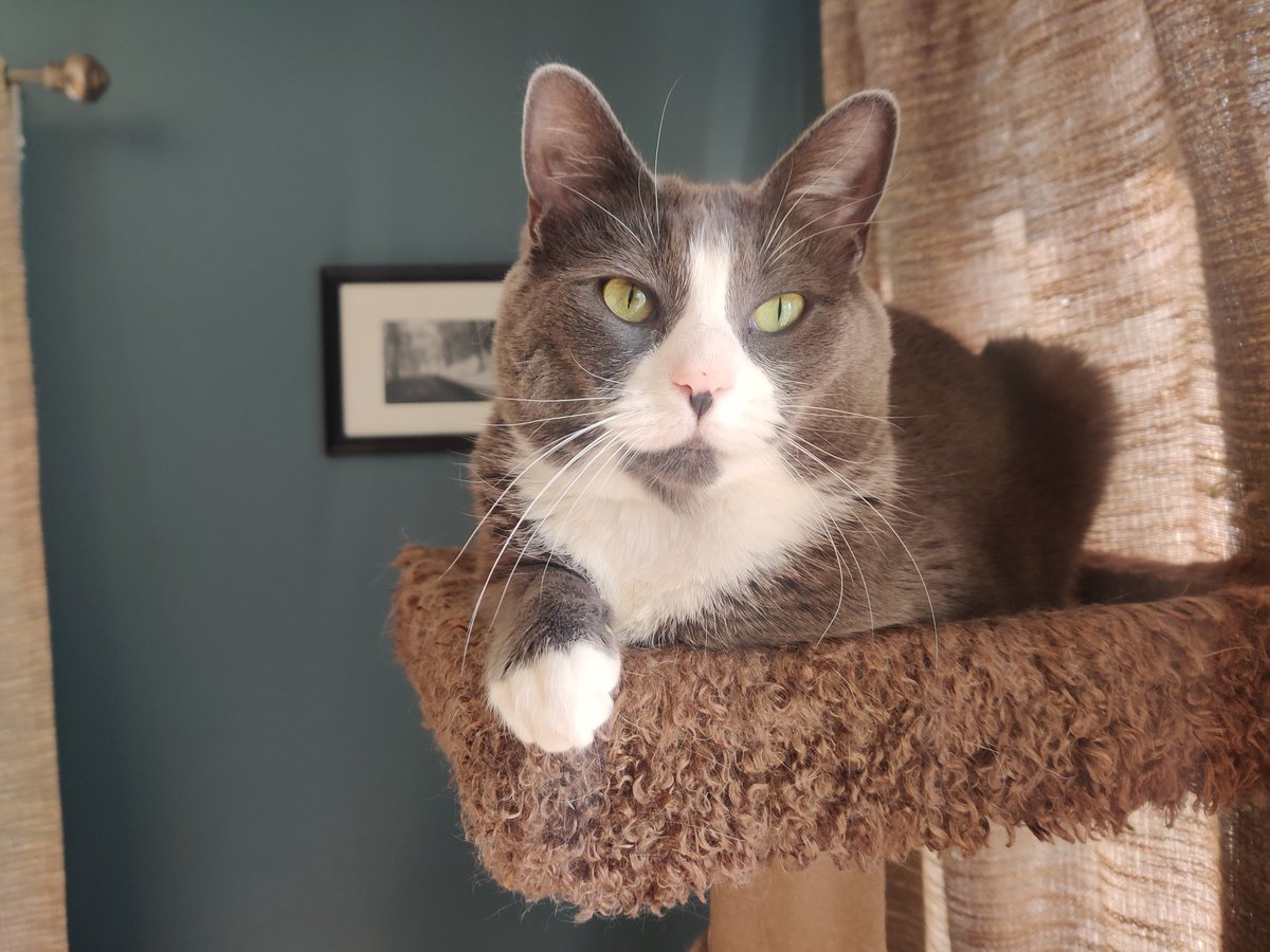 Miss Sasha Snuggs #CatsOfTwitter