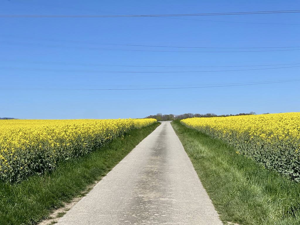 iamalijoyo's tweet photo. A flower cannot blossom without sunshine, and a man cannot live without love of family 💞. #Bussigny #Countryside #SwissSpring 🇨🇭 https://t.co/ECJVVB99nv